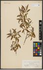 Foto von Salix alba L.